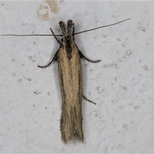 Thema protogramma at Melba, ACT - 23 Sep 2024 09:45 PM