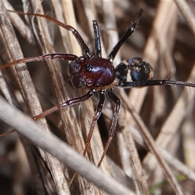 Habronestes sp. (genus) (An ant-eating spider) at Hall, ACT - 24 Sep 2024 by Anna123