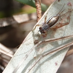 Trigonidium (Balamara) albovittatum (Handsome trig) at Hall, ACT - 24 Sep 2024 by Anna123