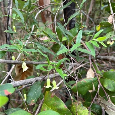 Billardiera mutabilis (Climbing Apple Berry, Apple Berry, Snot Berry, Apple Dumblings, Changeable Flowered Billardiera) at Tullarwalla, NSW - 24 Sep 2024 by lbradley