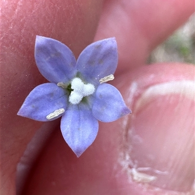 Wahlenbergia gracilis (Australian Bluebell) at Tullarwalla, NSW - 24 Sep 2024 by lbradley