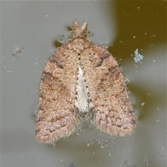 Rupicolana rupicolana (A Tortricid moth (Tortricinae)) at Charleys Forest, NSW - 24 Sep 2024 by arjay