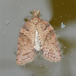 Rupicolana rupicolana at Charleys Forest, NSW - 24 Sep 2024