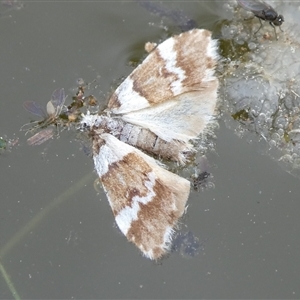 Halone sejuncta at Charleys Forest, NSW - suppressed