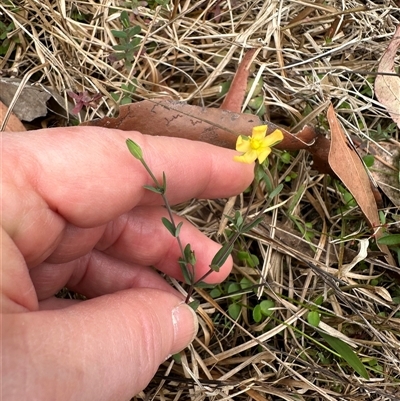 Hypericum gramineum (Small St Johns Wort) at Tullarwalla, NSW - 24 Sep 2024 by lbradley