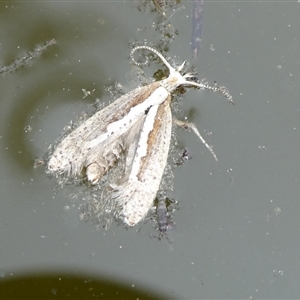 Plutella xylostella at Charleys Forest, NSW - 24 Sep 2024