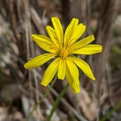 Microseris walteri (Yam Daisy, Murnong) at Mount Bruno, VIC - 22 Sep 2024 by Darcy