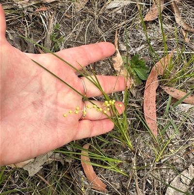 Lomandra filiformis (Wattle Mat-rush) at Tullarwalla, NSW - 24 Sep 2024 by lbradley