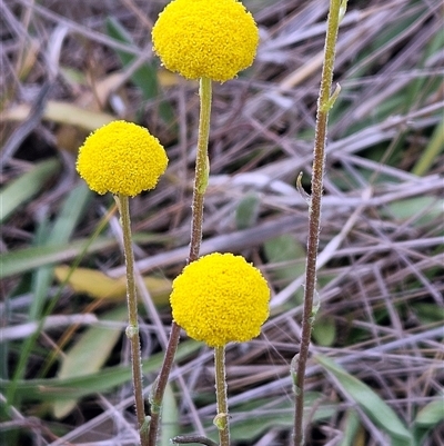 Craspedia variabilis (Common Billy Buttons) at Whitlam, ACT - 24 Sep 2024 by sangio7