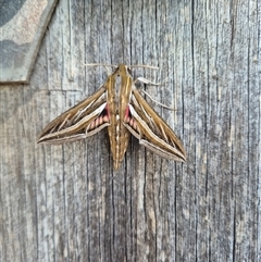 Hippotion celerio (Vine Hawk Moth) at Mount Macedon, VIC - 9 Sep 2024 by ShellDamen