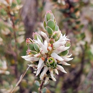 Brachyloma daphnoides at Whitlam, ACT - 24 Sep 2024 10:38 AM