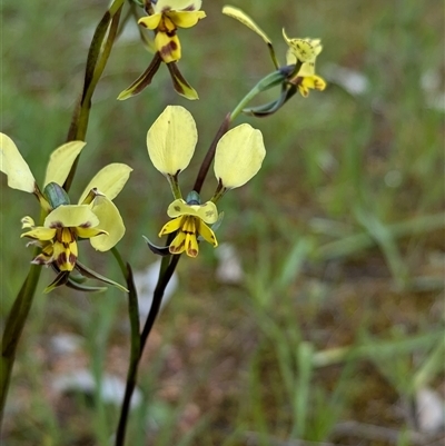 Diuris pardina (Leopard Doubletail) at Mount Bruno, VIC - 22 Sep 2024 by Darcy