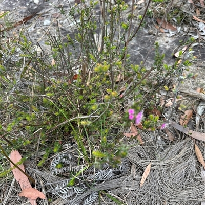 Kunzea capitata (Pink Kunzea) at Tullarwalla, NSW - 24 Sep 2024 by lbradley