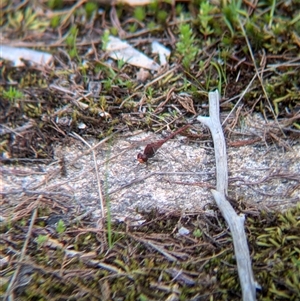 Diplacodes bipunctata at Mount Bruno, VIC - 22 Sep 2024 11:41 AM