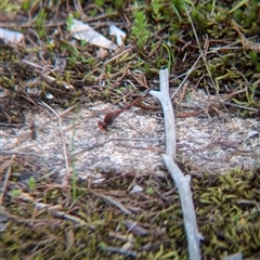Diplacodes bipunctata at Mount Bruno, VIC - 22 Sep 2024 11:41 AM