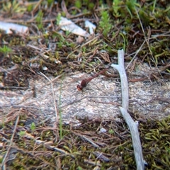 Diplacodes bipunctata at Mount Bruno, VIC - 22 Sep 2024 11:41 AM