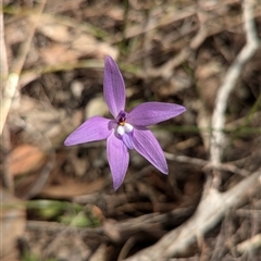 Glossodia major (Wax Lip Orchid) at Boweya, VIC - 22 Sep 2024 by Darcy