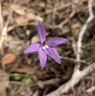 Glossodia major (Wax Lip Orchid) at Boweya, VIC - 22 Sep 2024 by Darcy