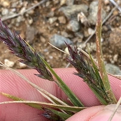 Enneapogon avenaceus (Bottlewashers) at Tibooburra, NSW - 1 Jul 2024 by Tapirlord