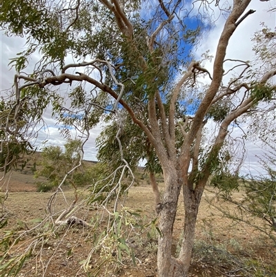 Corymbia terminalis (Northern Bloodwood, Desert Bloodwood) at Tibooburra, NSW - 1 Jul 2024 by Tapirlord