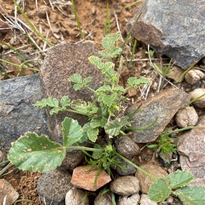 Cullen graveolens (Native Lucerne) at Tibooburra, NSW - 1 Jul 2024 by Tapirlord