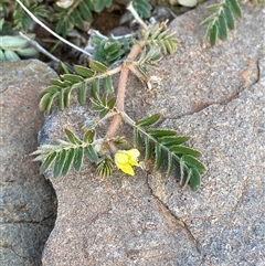 Tribulus terrestris (Caltrop, Cat-head) at Tibooburra, NSW - 1 Jul 2024 by Tapirlord