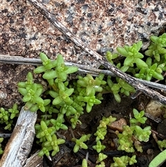 Crassula colorata var. acuminata (Dense Stonecrop) at Tibooburra, NSW - 30 Jun 2024 by Tapirlord