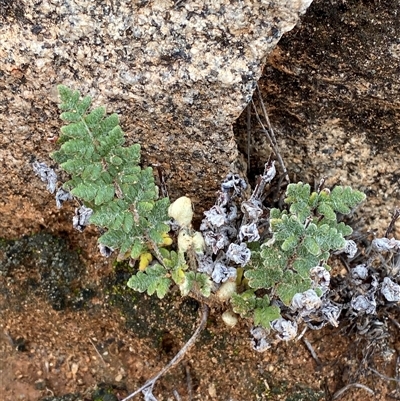 Cheilanthes lasiophylla (Woolly Cloak Fern) at Tibooburra, NSW - 30 Jun 2024 by Tapirlord