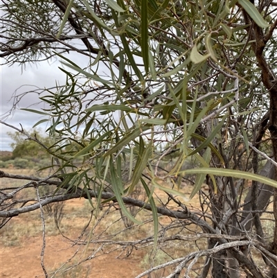 Atalaya hemiglauca (Whitewood) at Tibooburra, NSW - 30 Jun 2024 by Tapirlord