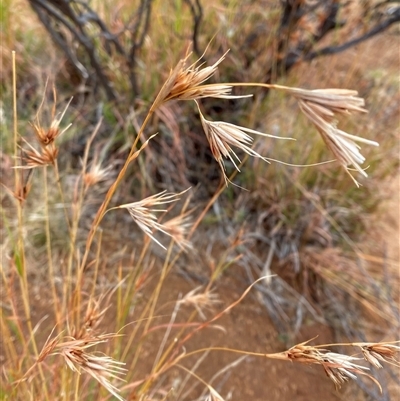 Themeda triandra (Kangaroo Grass) at Tibooburra, NSW - 30 Jun 2024 by Tapirlord