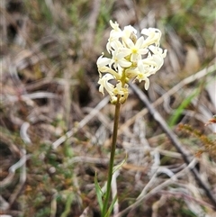 Stackhousia monogyna (Creamy Candles) at Whitlam, ACT - 24 Sep 2024 by sangio7