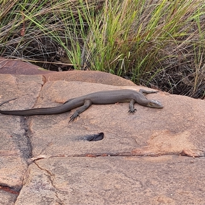 Unidentified Dragon at Wunaamin Miliwundi Ranges, WA - 22 Sep 2024 by Mike