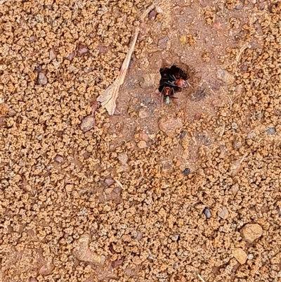 Iridomyrmex purpureus (Meat Ant) at Drysdale River, WA - 22 Sep 2024 by Mike