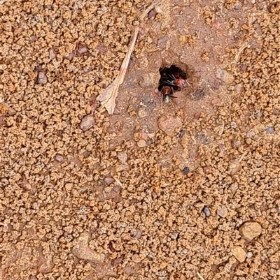 Unidentified Ant (Hymenoptera, Formicidae) at Drysdale River, WA - 22 Sep 2024 by Mike