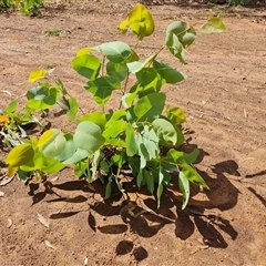 Eucalyptus sp. at Drysdale River, WA - 22 Sep 2024 by Mike