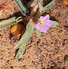 Unverified Other Wildflower or Herb at Drysdale River, WA - 22 Sep 2024 by Mike