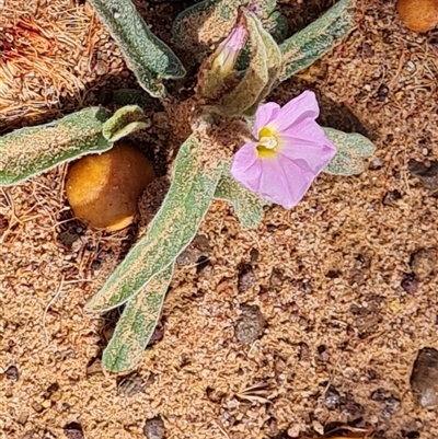 Unverified Other Wildflower or Herb at Drysdale River, WA - 22 Sep 2024 by Mike