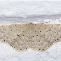 Idaea philocosma (Flecked Wave) at Melba, ACT - 23 Sep 2024 by kasiaaus