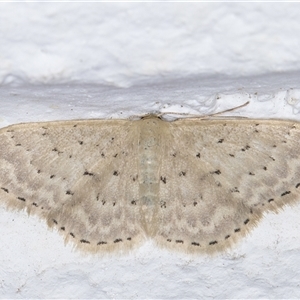 Idaea philocosma at Melba, ACT - 23 Sep 2024