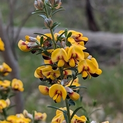 Pultenaea platyphylla (Flat-leaf Bush-pea) at Boweya, VIC - 22 Sep 2024 by Darcy