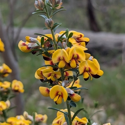 Pultenaea platyphylla (Flat-leaf Bush-pea) at Boweya, VIC - 22 Sep 2024 by Darcy