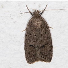 Chezala silvestris (Common forest moth) at Melba, ACT - 23 Sep 2024 by kasiaaus