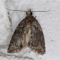 Capua intractana (A Tortricid moth) at Melba, ACT - 23 Sep 2024 by kasiaaus