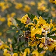 Apis mellifera at Boweya, VIC - 22 Sep 2024 by Darcy