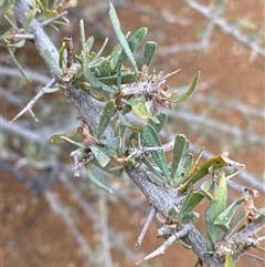 Acacia victoriae (Elegant Wattle, Bramble Wattle, Prickly Wattle) at Tibooburra, NSW - 30 Jun 2024 by Tapirlord