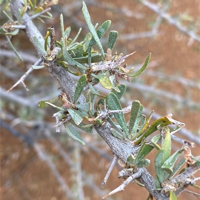 Acacia victoriae (Elegant Wattle, Bramble Wattle, Prickly Wattle) at Tibooburra, NSW - 30 Jun 2024 by Tapirlord