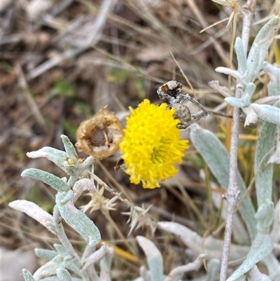 Unidentified Daisy at Tibooburra, NSW - 30 Jun 2024 by Tapirlord