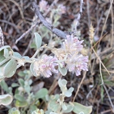 Ptilotus obovatus (Cotton Bush) at Tibooburra, NSW - 30 Jun 2024 by Tapirlord