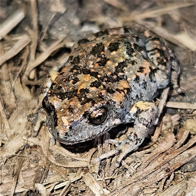 Uperoleia laevigata (Smooth Toadlet) at Braidwood, NSW - 24 Sep 2024 by MatthewFrawley