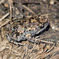 Uperoleia laevigata at Braidwood, NSW - 24 Sep 2024 03:54 PM